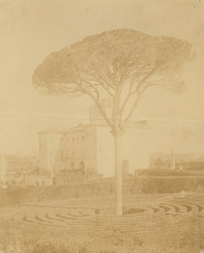 [Árbol en jardín formal fuera del Palazzo], 1860s-70s de Giacomo Caneva