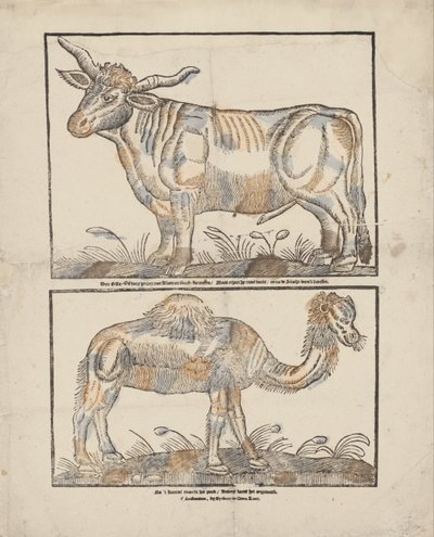 buey y camello de Gijsbert de Groot Keur