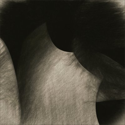 Curvas fluidas en tonos sepia de Gilbert Claes