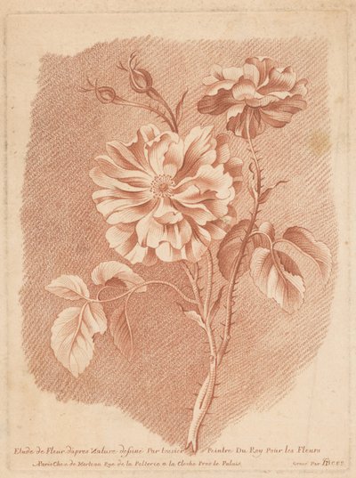 Bloemen Estudio de Flower after Nature dibujado por tessier Painter de Roy For Flowers (título sobre el objeto) de Gilles Demarteau