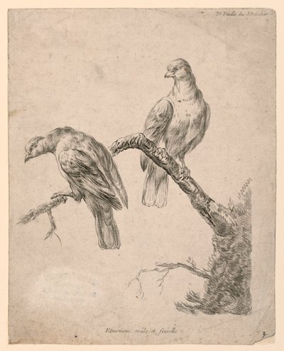 Dos Pájaros en una Rama de Gilles Demarteau