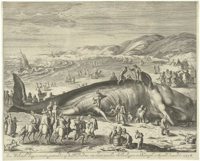 Ballena varada cerca de Berckhey, 1598
Una ballena de 70 pies de largo, varada en la costa marítima holandesa, entre Schevelingen y Katwyk, en Sprokkelmaandt, 1598 (título en el objeto) de Gilliam van der Gouwen