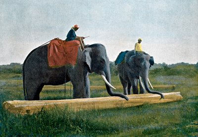 Elefantes moviendo un tronco, Ceilán, c1890 de Gillot