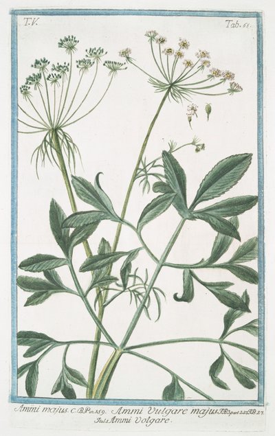 Ammi majus de Giorgio Bonelli