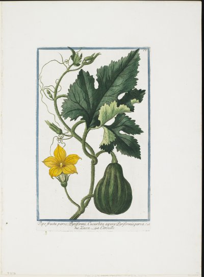 Impresión Vegetal, de Hortus Romanus, Vol. I o II, 1772-93 de Giorgio Bonelli