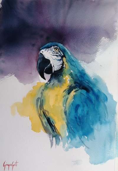 Guacamayo azul y amarillo de Giorgio Gosti