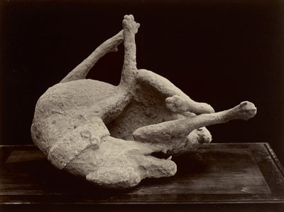 Perro, Pompeya, c.1870 de Giorgio Sommer