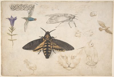 Estudios de una genciana, polilla, pájaros, gatos, motivo entrelazado y grecas griegas, recto, 1530-40 de Giorgio di Giovanni