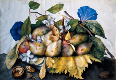 Plato de ciruelas, jazmín y nueces Pintura sobre pergamino de Giovanna Garzoni (1600-1670) de Giovanna Garzoni
