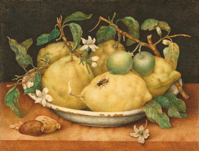 Naturaleza muerta con un cuenco de limones, c.1640 de Giovanna Garzoni