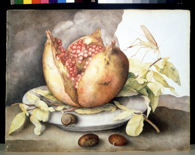 Imagen desconocida de Giovanna Garzoni