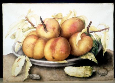 Imagen desconocida de Giovanna Garzoni