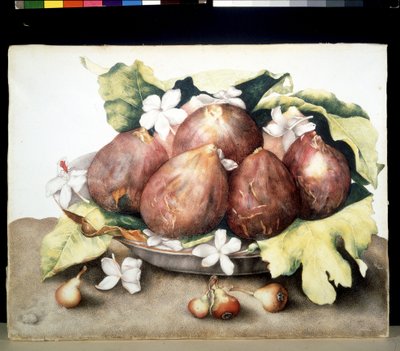 Imagen desconocida de Giovanna Garzoni