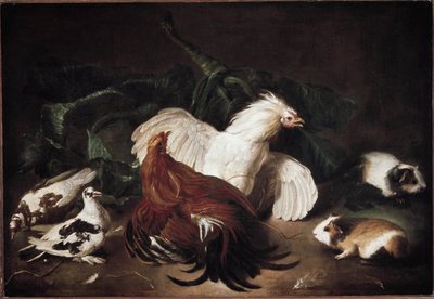 Bodegón con animales Gallinas y Hamsters (óleo sobre lienzo de Giovanni Agostino Cassana