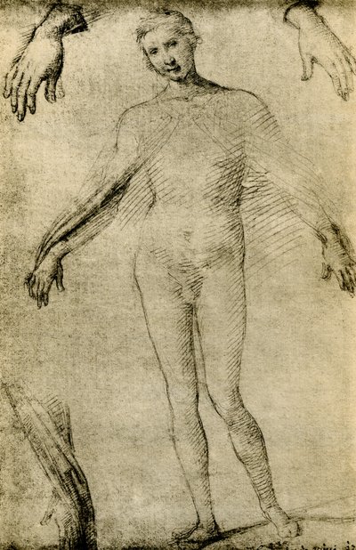 Estudio de modelo para una Virgen María como mater misericordiae de Giovanni Antonio Bazzi Sodoma