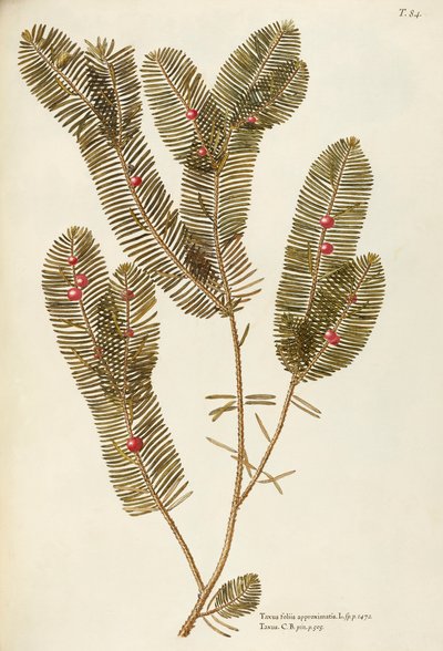 Tejo europeo (Taxus baccata), Taxaceae de Giovanni Antonio Bottione, acuarela de Giovanni Antonio Bottione
