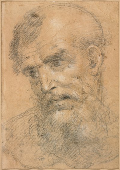 Cabeza de hombre barbudo (anverso); Estudio para una sacra conversazione (reverso) de Giovanni Antonio Sogliani