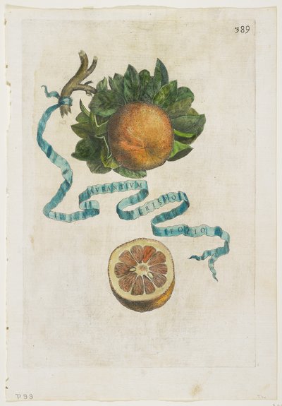 Aurantium Crispo Folio, de Hesperides, 1646 de Giovanni Battista Ferrari