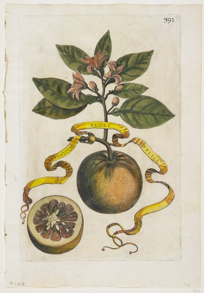 Aurantium Flore Duplici, de Hesperides, 1646 de Giovanni Battista Ferrari