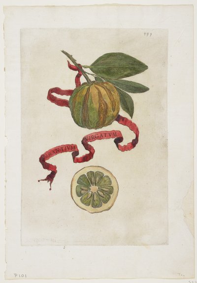 Aurantium Virgatum, de Hesperides, 1646 de Giovanni Battista Ferrari
