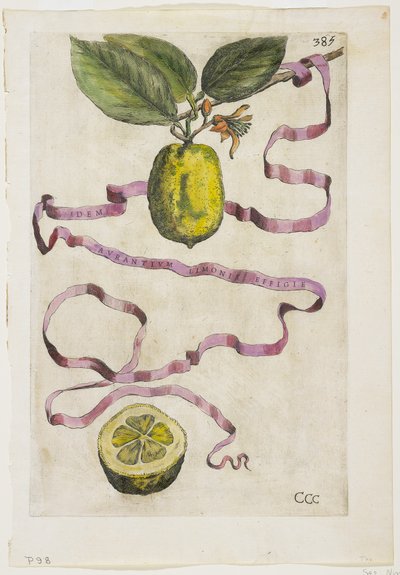 Idem Aurantium Limonis Effigle, de Hesperides, 1646 de Giovanni Battista Ferrari