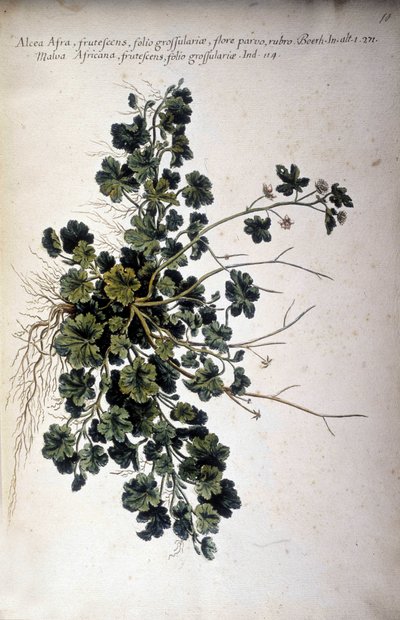 Alcea Afra - En 