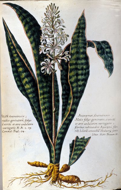 Aloe. Planta medicinal. Grabado - en "Historia botanica practica, seu plantarum, quae ad usum medicinae pertinent, nomenclatura, descriptio et virtutes... " de Giovanni Battista Morandi