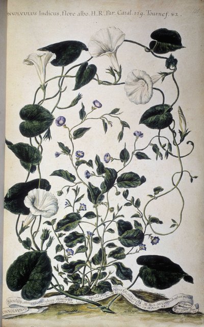 Tablero botánico: Variedades de correhuela. Variedades de Convolvulus (Convolvulus Indicus flora albo; Convolvulus Siculus). Giovanni Battista Morandi, Hortulus botanicus pictus sive collectio plantarum..., Volumen I de Giovanni Battista Morandi
