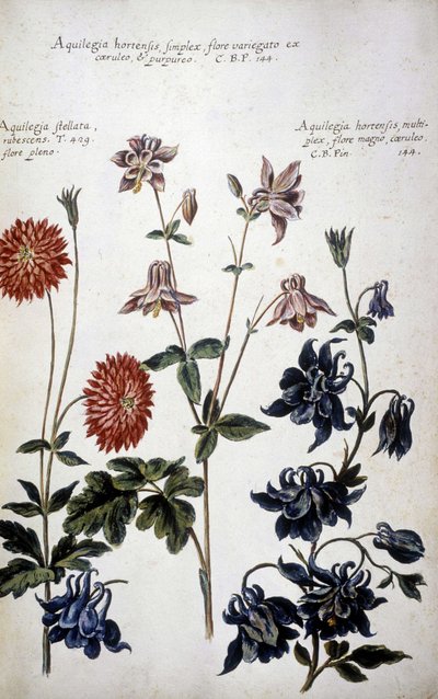 Tabla botánica: tres tipos de Ancolias (Aquilegia) - En "Historia botanica pratica, seu plantarum, quae ad usum medianae relevant, nomenclatura, descriptio et virtutes..." de Giovanni Battista Morandi (? - 1761) de Giovanni Battista Morandi