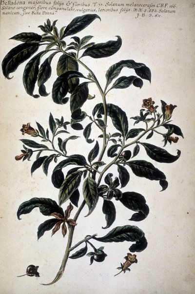 Carta botánica: Belladona (Belladona Majoribus Folys) - En 