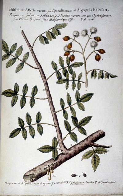 Opobalsamum (Rama con seve) - En "Historia botanica pratica, seu plantarum, quae ad usum medianae relevant, nomenclatura, descriptio et virtutes..." de Giovanni Battista Morandi (? - 1761) de Giovanni Battista Morandi