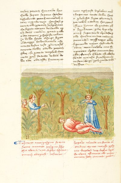 Decamerón, La planta de salvia - Muerte de Pasquino , Cuarto día, cuento 7. de Giovanni Boccaccio