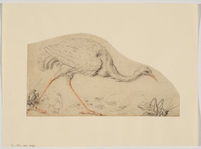 Avestruz y saltamontes de Giovanni da Udine (after)
