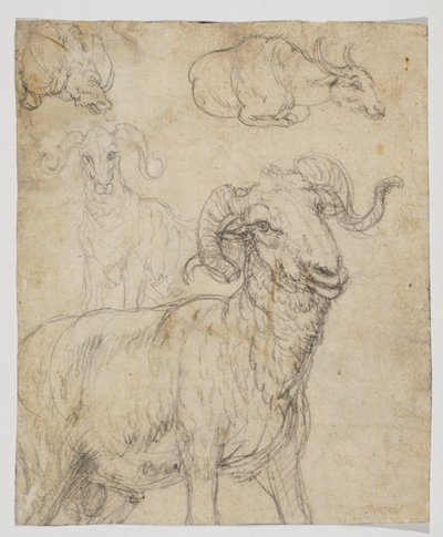 Carnero y búfalo, reverso de Giovanni da Udine (after)