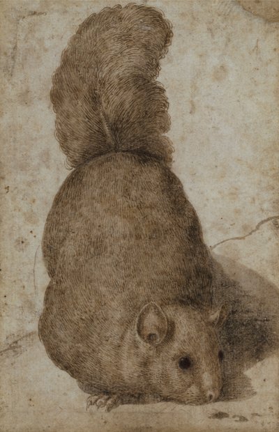 Una ardilla (pluma y tinta) de Giovanni da Udine (attr. to)