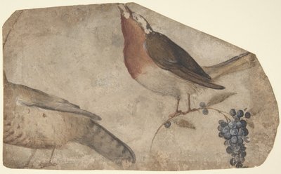 Pájaro comiendo uvas recto, Tigresa verso, 1487-1564 de Giovanni da Udine