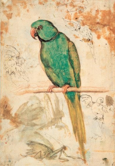 Loro verde y bocetos de loros y mantis religiosas de Giovanni da Udine