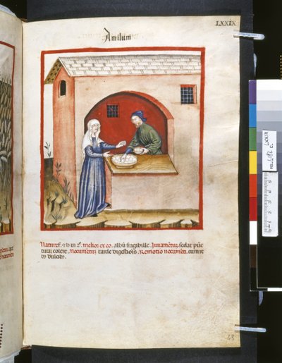 Theatrum sanitatis de Ububchasym de Baldach: "Amilum", primera década del siglo XIV (miniatura) de Giovannino de