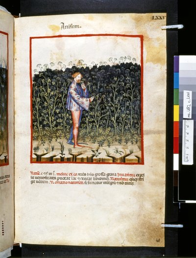 Theatrum sanitatis de Ububchasym de Baldach: "Anisum", primera década del siglo XIV (miniatura) de Giovannino de