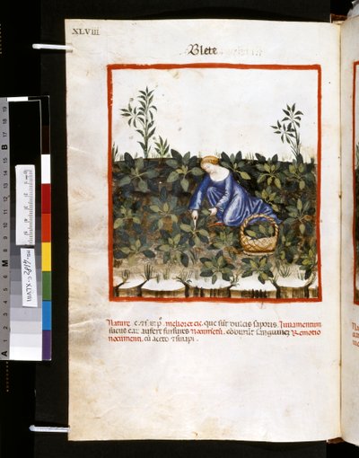 Theatrum sanitatis de Ububchasym de Baldach: "Blete", primera década del siglo XIV (miniatura) de Giovannino de