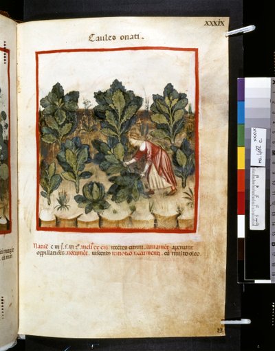 Theatrum sanitatis de Ububchasym de Baldach: "Caules Onati", primera década del siglo XIV (miniatura) de Giovannino de