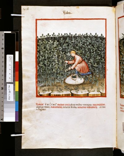 Theatrum sanitatis de Ububchasym de Baldach: "Faba", primera década del siglo XIV (miniatura) de Giovannino de