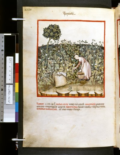 Theatrum sanitatis de Ububchasym de Baldach: "Faxioli", primera década del siglo XIV (miniatura) de Giovannino de