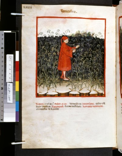 Theatrum sanitatis de Ububchasym de Baldach: "Feniculus", primera década del siglo XIV (miniatura) de Giovannino de