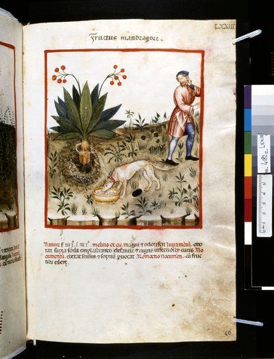 Theatrum sanitatis de Ububchasym de Baldach: "Fructus Mandragorae", primera década del siglo XIV (miniatura) de Giovannino de