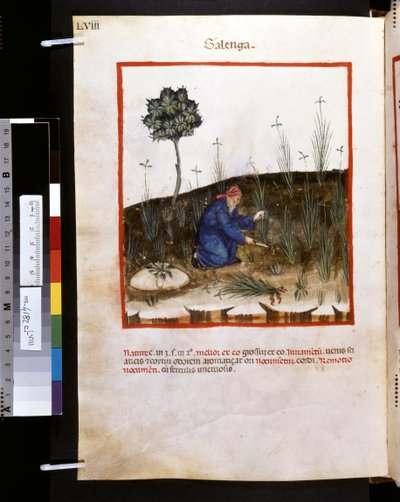 Theatrum sanitatis de Ububchasym de Baldach: "Galenga", primera década del siglo XIV (miniatura) de Giovannino de