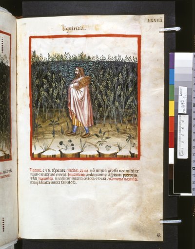 Theatrum sanitatis de Ububchasym de Baldach: "Liquiritia", primera década del siglo XIV (miniatura) de Giovannino de