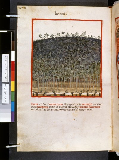 Theatrum sanitatis de Ububchasym de Baldach: "Lupini", primera década del siglo XIV (miniatura) de Giovannino de