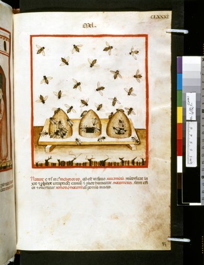 Theatrum sanitatis de Ububchasym de Baldach: "Mel", primera década del siglo XIV (miniatura) de Giovannino de