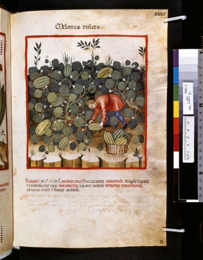 Theatrum sanitatis de Ububchasym de Baldach: "Melones dulces", primera década del siglo XIV (miniatura) de Giovannino de